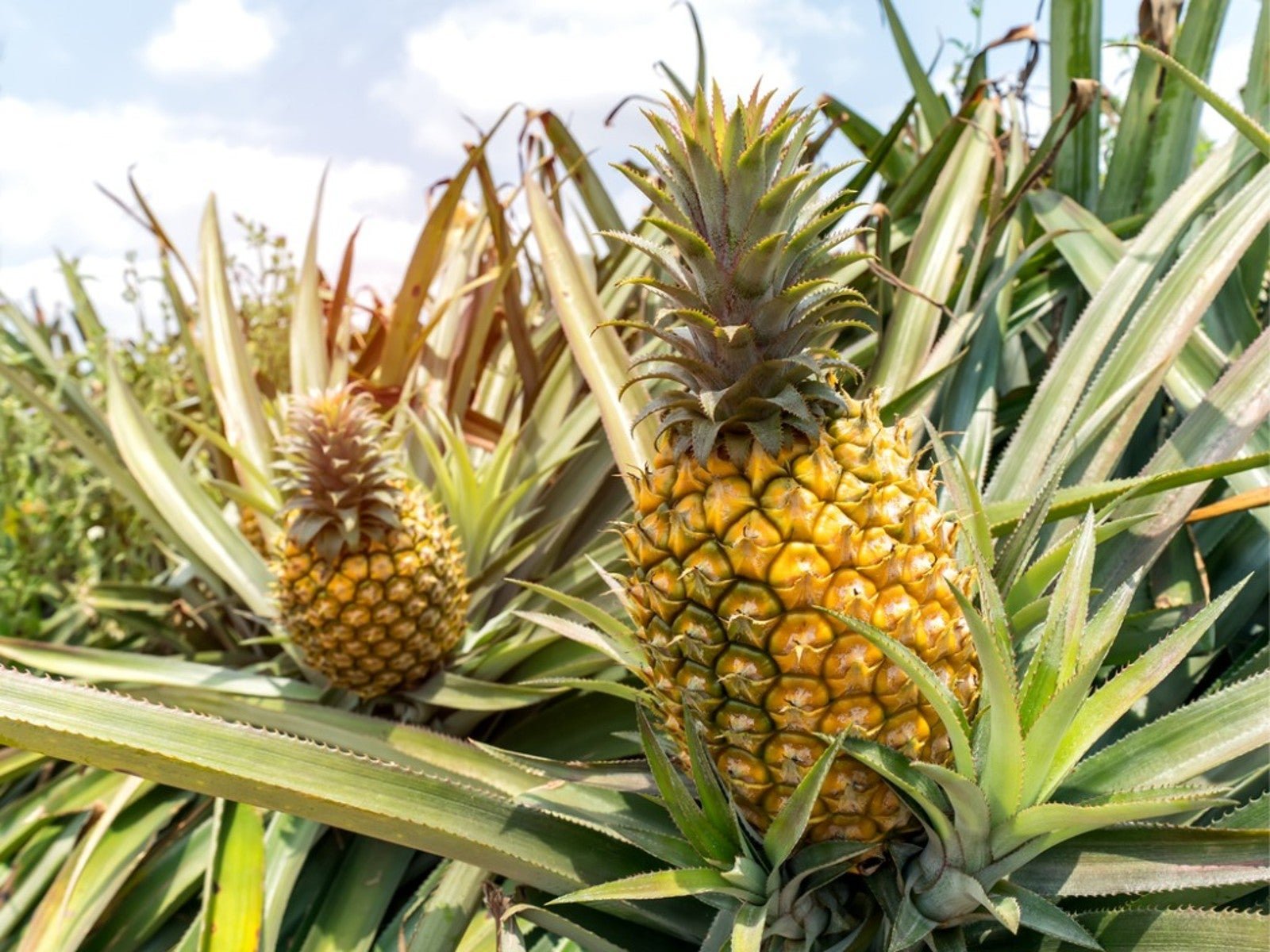 Pineapple