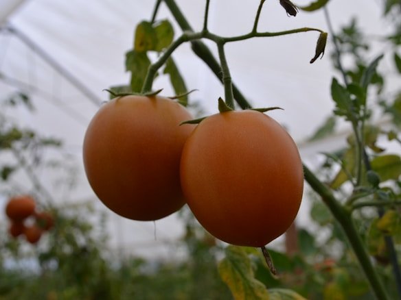 Tomato Farms Operations